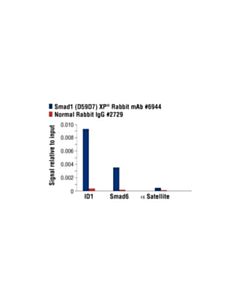 Cell Signaling Smad1 (D59d7) Xp Rabbit mAb