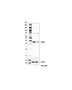 Cell Signaling Cops6 Antibody