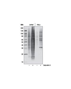 Cell Signaling Phospho-Akt Substrate (Rxxs*/T*) (110b7e) Rabbit mAb (Hrp Conjugate)