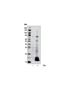 Cell Signaling Acetylated-Lysine (AC-K-100) Multimab Rabbit mAb Mix (Hrp Conjugate)