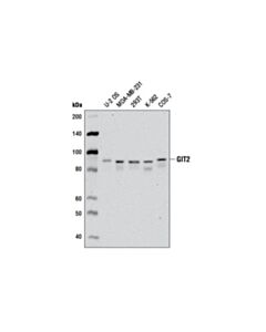 Cell Signaling Git2 Antibody