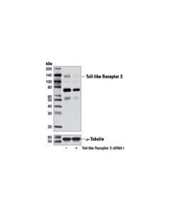 Cell Signaling Toll-Like Receptor 3 (D10f10) Rabbit mAb
