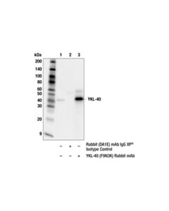 Cell Signaling YKL-40 (F9N3K) Rabbit mAb; 20 µl