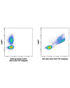 Cell Signaling G4s Linker (E7o2v) Rabbit mAb (Alexa Fluor® 647 Conjugate)
