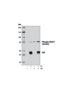 Cell Signaling Phospho-Rad17 (Ser645) (D5h5) Rabbit mAb