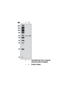 Cell Signaling Anti-Rabbit Igg F(Ab) 2 Fragment (Sepharose Bead Conjugate)