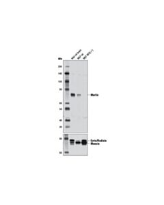 Cell Signaling Merlin (D1d8) Rabbit mAb