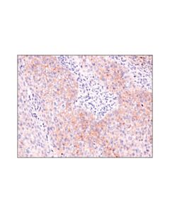 Cell Signaling Asct2 (D7c12) Rabbit mAb (BSA And Azide Free)