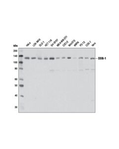 Cell Signaling Ddb-1 (D4c8) Rabbit mAb
