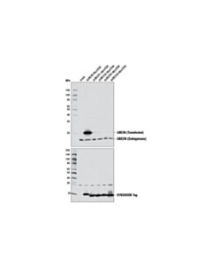 Cell Signaling Ube2n (D2a1) Rabbit mAb