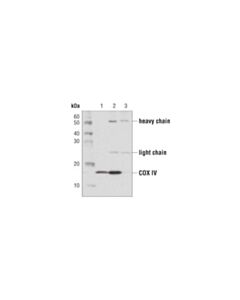 Cell Signaling Protein G Magnetic Beads