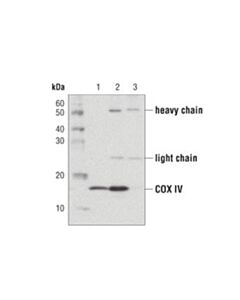 Cell Signaling Protein G Magnetic Beads