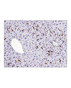 Cell Signaling F4/80 (D2s9r) Xp Rabbit mAb