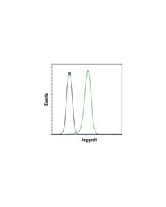 Cell Signaling Jagged1 (D4y1r) Xp Rabbit mAb