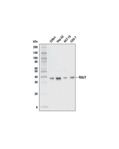 Cell Signaling Raly Antibody