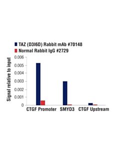 Cell Signaling Taz (D3i6d) Rabbit mAb