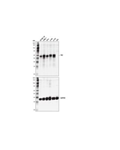 Cell Signaling TAZ (D3I6D) Rabbit mAb 20 uL