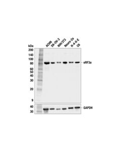 Cell Signaling eRF3a (F9H3X) Rabbit mAb 100 µl
