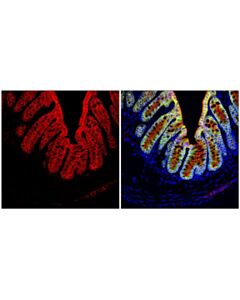 Cell Signaling Beta-Catenin (D10a8) Xp Rabbit mAb (Alexa Fluor 594 Conjugate)
