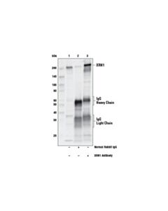 Cell Signaling Xrn1 Antibody