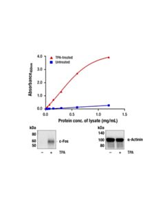 Cell Signaling PathScan RP Total c-Fos Sandwich ELISA Kit