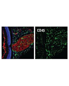 Cell Signaling Cd45 (D3f8q) Rabbit mAb