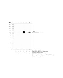 Cell Signaling Dykddddk Tag (D6w5b) Rabbit mAb (Binds To Same Epitope As Sigmas Anti-Flag M2 Antibody) (Sepharose Bead Conjugate)