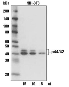 Cell Signaling Anti-Mouse Igg, Ap-Linked Antibody