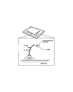 Cell Signaling Anti-Rat Igg, Hrp-Linked Antibody
