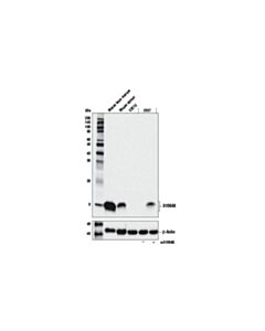 Cell Signaling S100a8 (E4f8v) Xp Rabbit mAb (BSA And Azide Free)