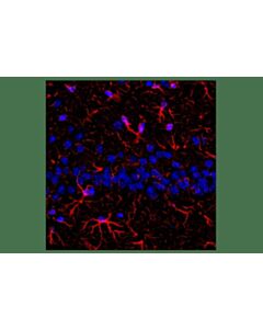 Cell Signaling Goat Anti-Rabbit IgG, Fc Fragment Antibody (Alexa Fluor® 594 Conjugate); 1 mg