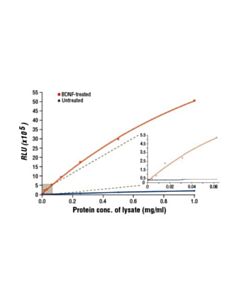 Cell Signaling Pathscan Phospho-Trkb (Pantyr) Chemiluminescent Sandwich Elisa Kit