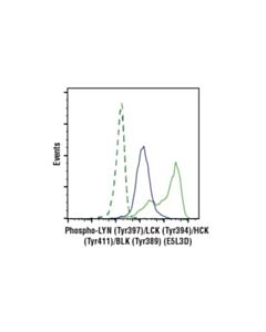 Cell Signaling Phospho-Lyn (Tyr397)/Lck (Tyr394)/Hck (Tyr411)/Blk (Tyr389) (E5l3d) Rabbit mAb