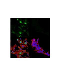 Cell Signaling Notch2 (D76a6) Xp® Rabbit mAb (Alexa Fluor® 488 Conjugate)