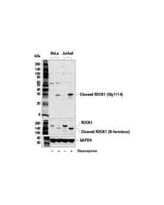 Cell Signaling Cleaved Rock1 (Gly1114) Antibody