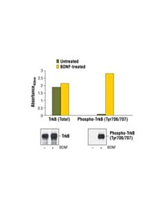 Cell Signaling Pathscan Phospho-Trkb (Pantyr) Sandwich Elisa Kit