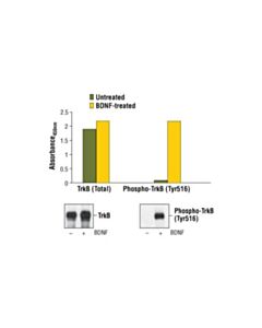 Cell Signaling Pathscan Phospho-Trkb (Tyr516) Sandwich Elisa Kit