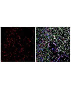 Cell Signaling CD27 (F3R2V) Rabbit mAb