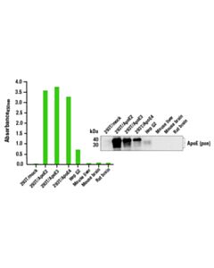 Cell Signaling Pathscan Apoe (Pan) Sandwich Elisa Kit