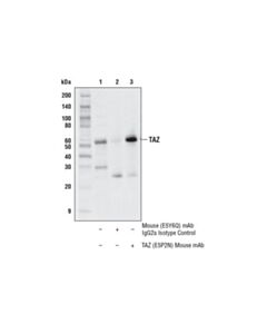 Cell Signaling Taz (E5p2n) Mouse mAb