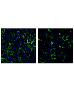 Cell Signaling F4/80 (Bm8.1) Rat mAb