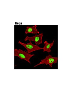 Cell Signaling Pcna (D3h8p) Xp® Rabbit mAb (BSA And Azide Free)