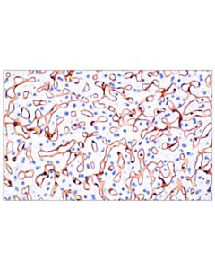 Cell Signaling CD31 (PECAM-1) (F8M3S) Rabbit mAb (BSA and Azide Free)