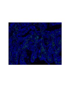 Cell Signaling Cd163 (D6u1j) Rabbit mAb (Alexa Fluor ® 488 Conjugate)