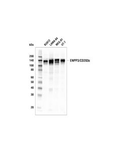 Cell Signaling Enpp3/Cd203c (E5m2w) Rabbit mAb
