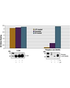Cell Signaling Pathscan® Phospho-C-Jun (Ser63) Sandwich Elisa Kit Ii