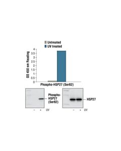 Cell Signaling Pathscan Phospho-Hsp27 (Ser82) Sandwich Elisa Kit