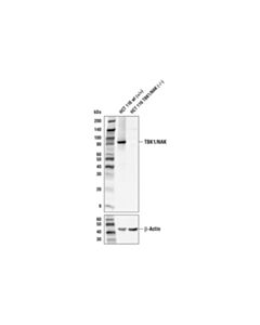 Cell Signaling Tbk1/Nak (E8i3g) Rabbit mAb (BSA And Azide Free)