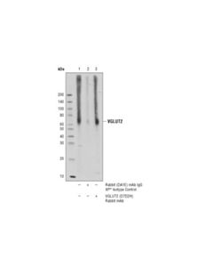 Cell Signaling Vglut2 (D7d2h) Rabbit mAb