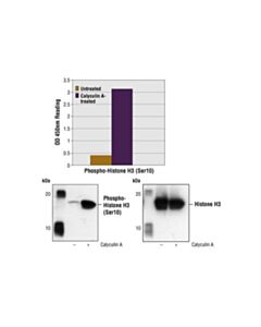 Cell Signaling Pathscan® Phospho-Histone H3 (Ser10) Sandwich Elisa Kit